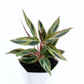 Calathea Triostar Variegata - Indonesia Plant