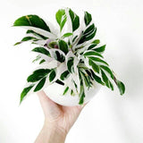 Calathea White Fushion - Indonesia Plant