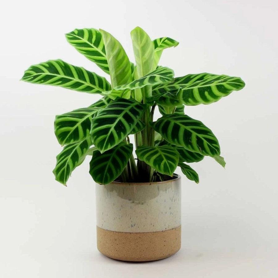 Calathea Zebrina - Indonesia Plant