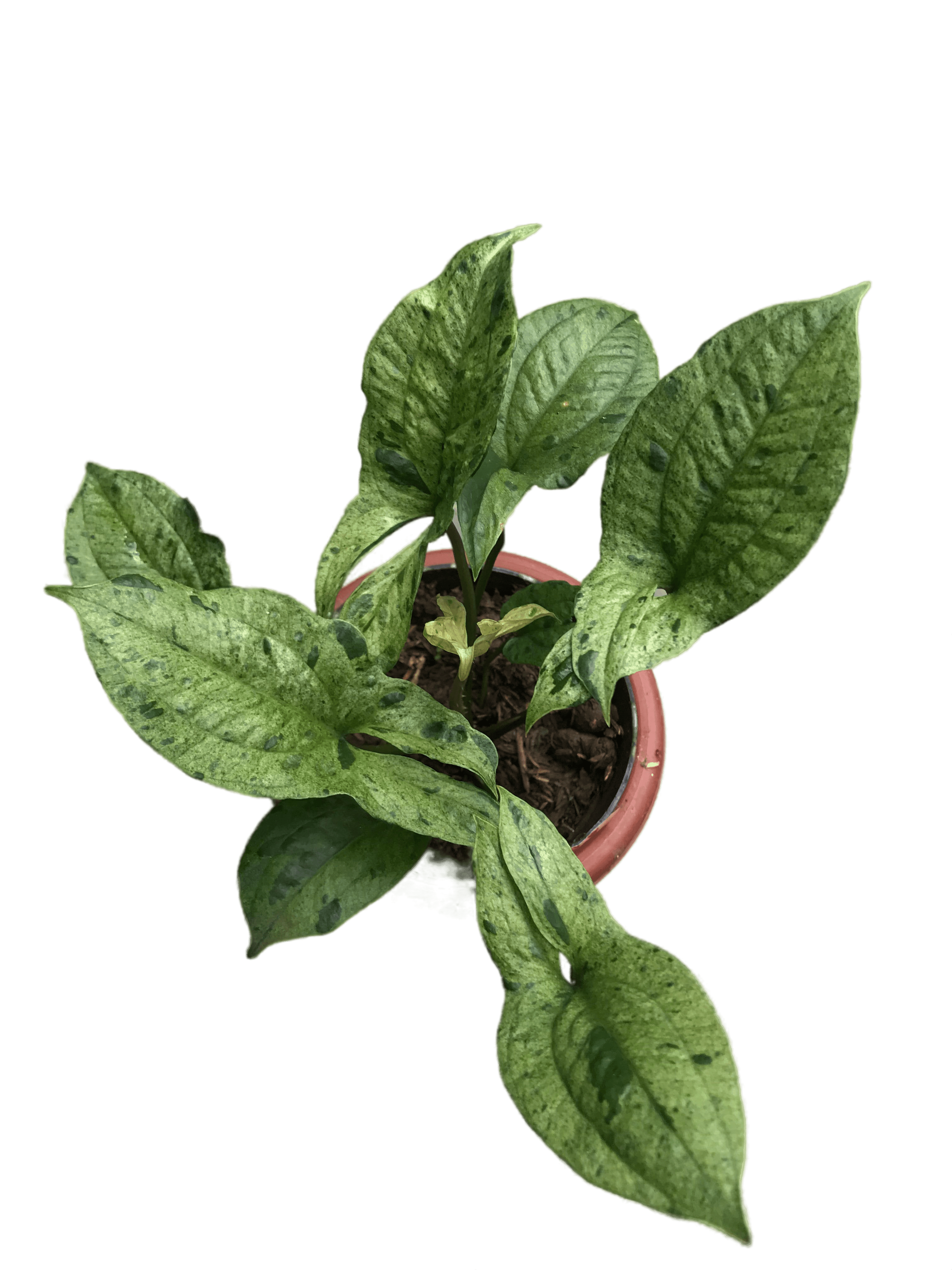 cyrtosperma cuspidispathum variegata - indonesiaplantusa