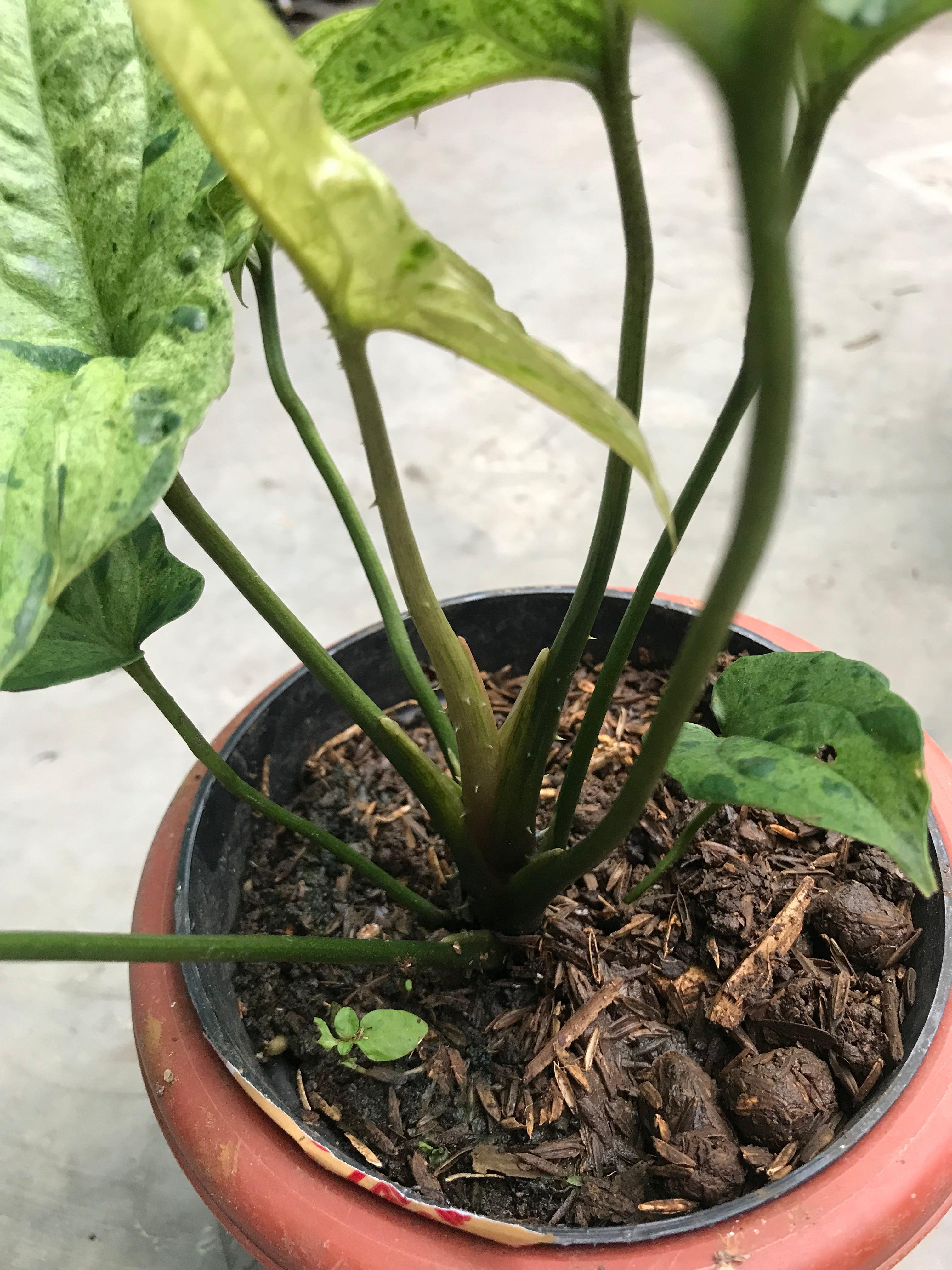 cyrtosperma cuspidispathum variegata - indonesiaplantusa