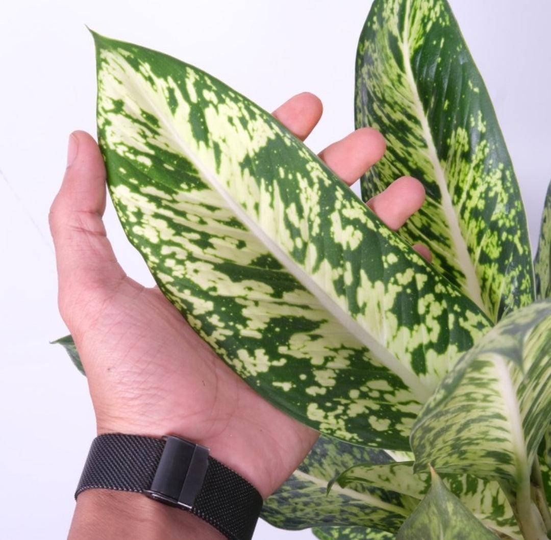 Dieffenbachia Sparkle - Indonesia Plant