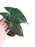 Hapaline Appendiculata Silver - indonesiaplantusa
