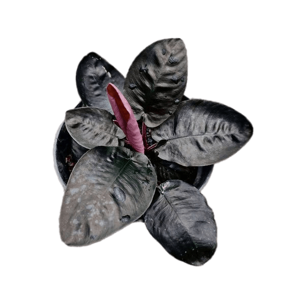 Homalomena schismatoglottis black metalica - indonesiaplantusa