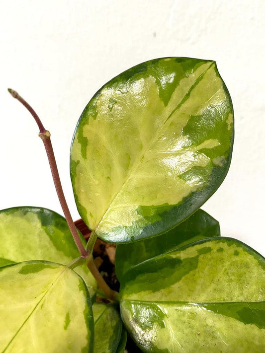 Hoya australis 'Lisa' - indonesiaplantusa