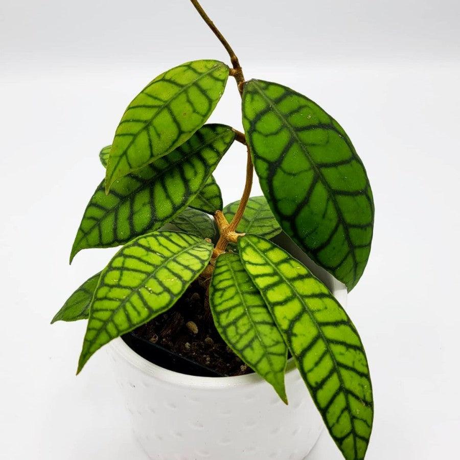 Hoya callistophylla sp - indonesiaplantusa