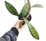 Hoya clemensiorum green - indonesiaplantusa