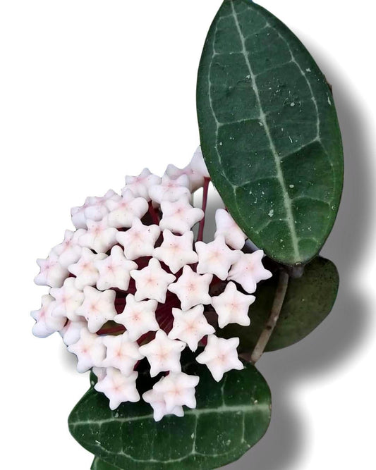 Hoya eliptica - Indonesia Plant