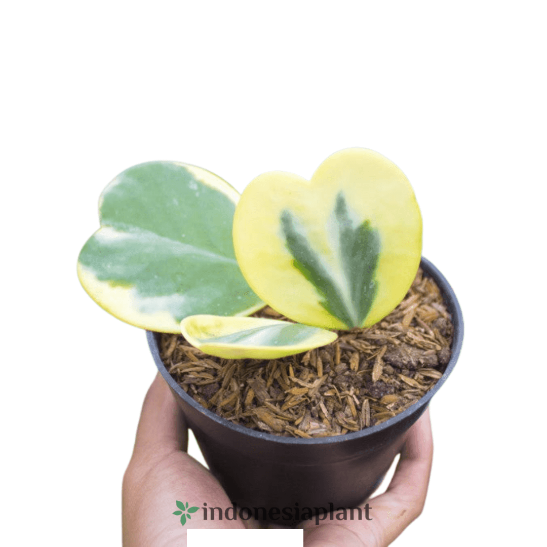 Hoya Kerri variegated - Indonesia Plant
