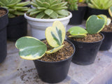 Hoya Kerri variegated - Indonesia Plant
