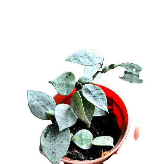 Hoya lacunosa silver - Indonesia Plant