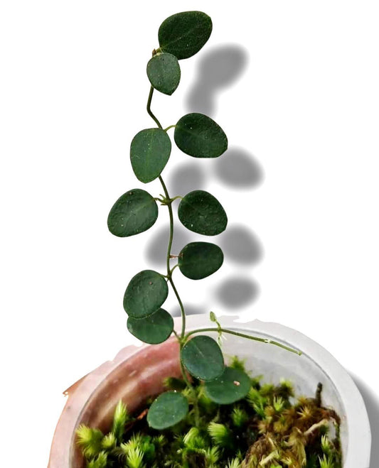 Hoya mini sp papua - Indonesia Plant