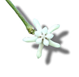 Hoya mini sp papua - Indonesia Plant