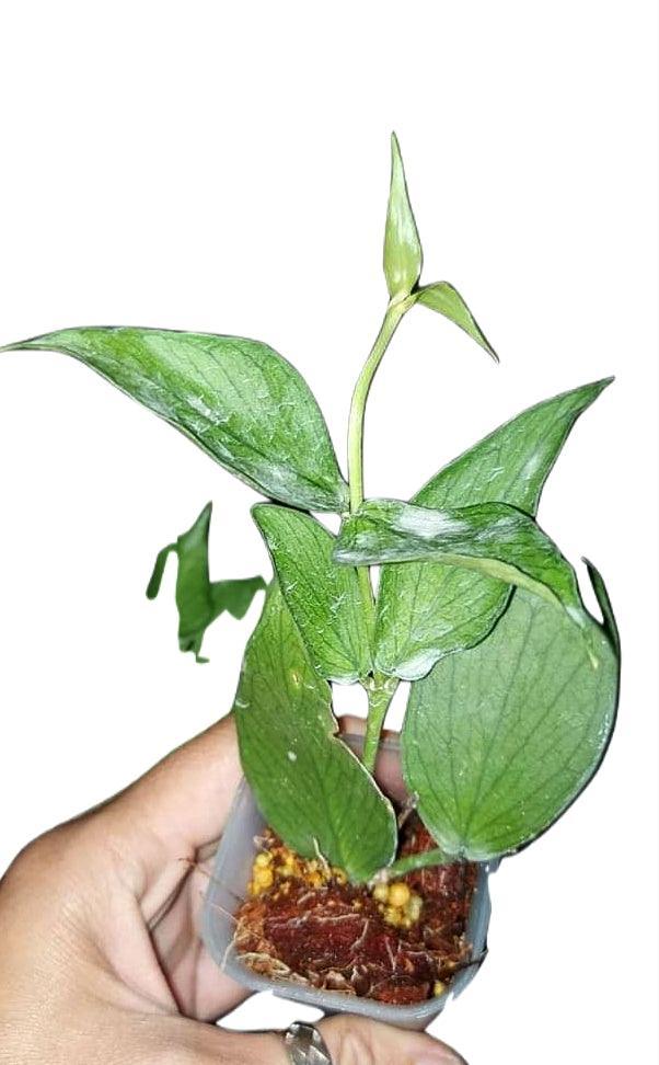 Hoya polyneura - Indonesia Plant