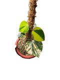 Hoya SP Gunung salak variegated - Indonesia Plant