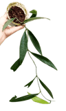 Hoya sulawesiana - indonesiaplantusa