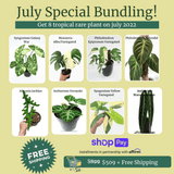 July Special Bundling - Indonesia Plant
