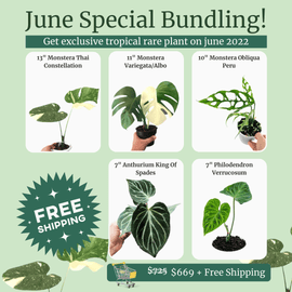 June Special Bundling - Indonesia Plant
