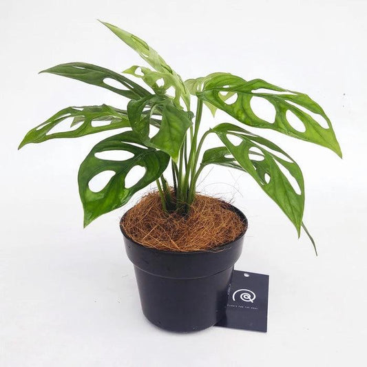 Monstera Adansonii - Indonesia Plant