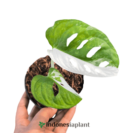 Monstera Adansonii Variegated Japan - Indonesia Plant