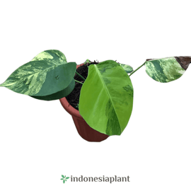 Monstera Aurea marmorata - Indonesia Plant
