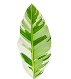 Musa Aeae Variegated - Indonesia Plant