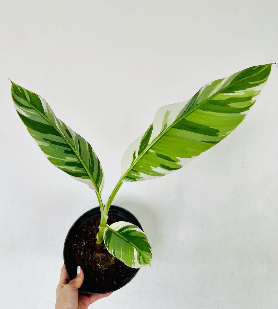 Musa Aeae Variegated - Indonesia Plant