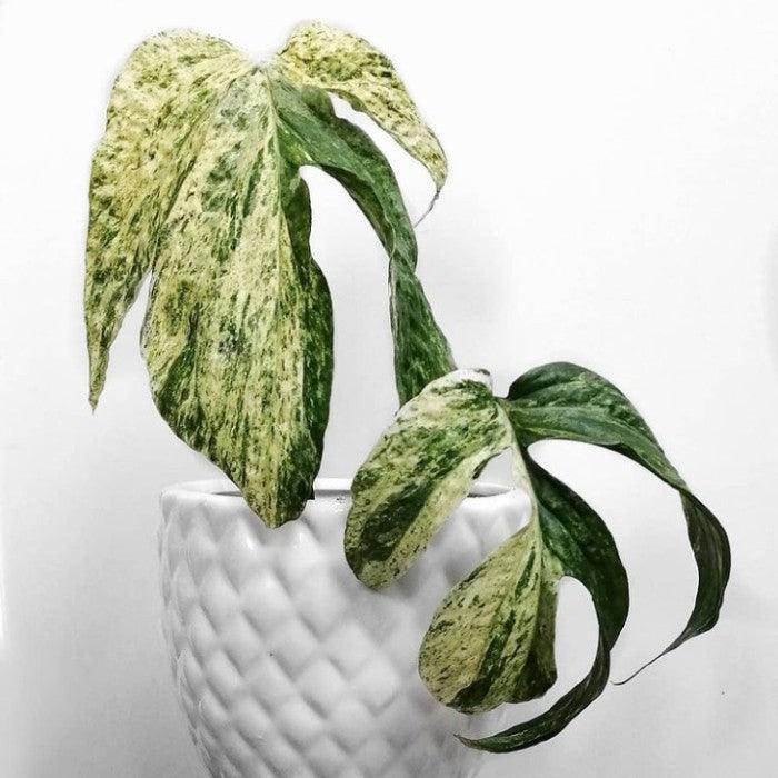 Philodendron amydium variegated - Indonesia Plant