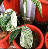 Philodendron amydium variegated - Indonesia Plant