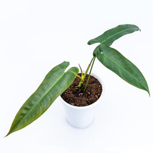 10” Philodendron Atabopoense - Indonesia Plant