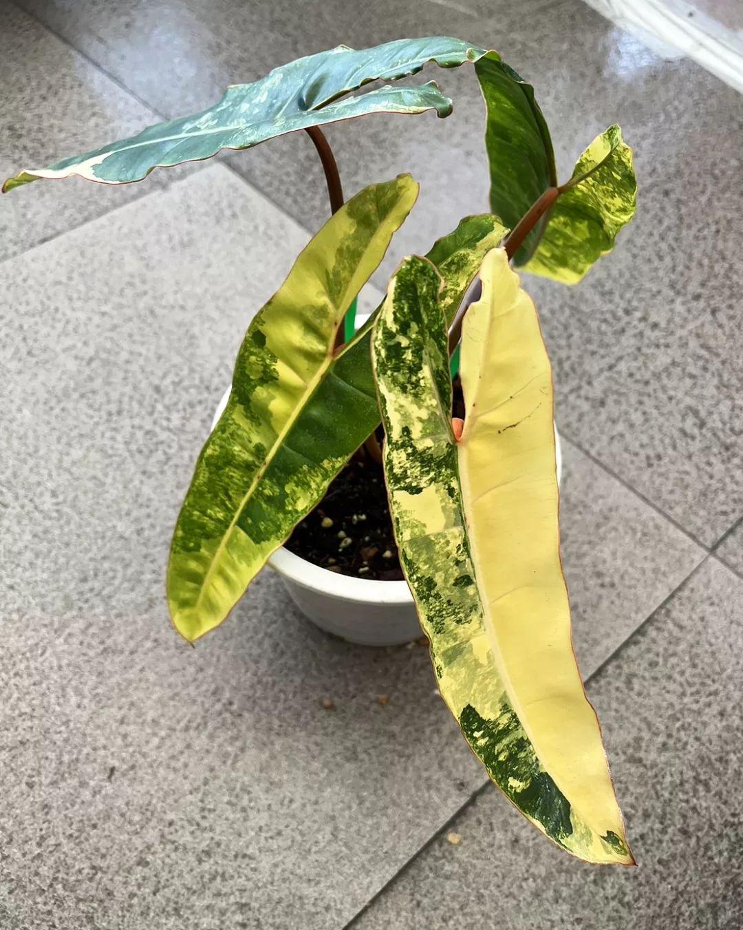 Philodendron billiteae variegated - Indonesia Plant