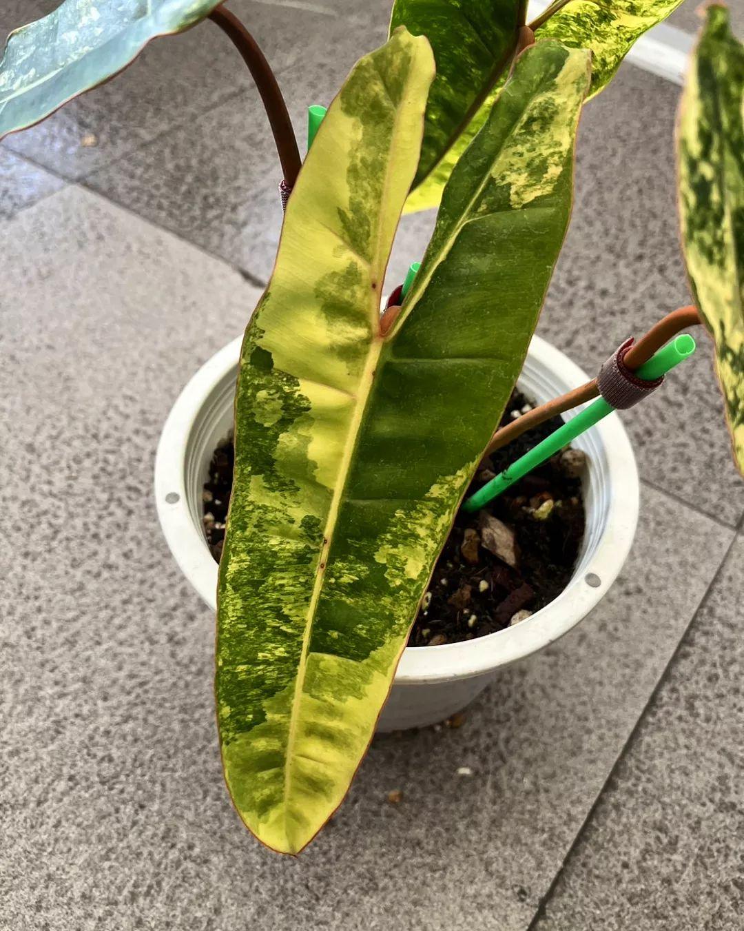 Philodendron billiteae variegated - Indonesia Plant