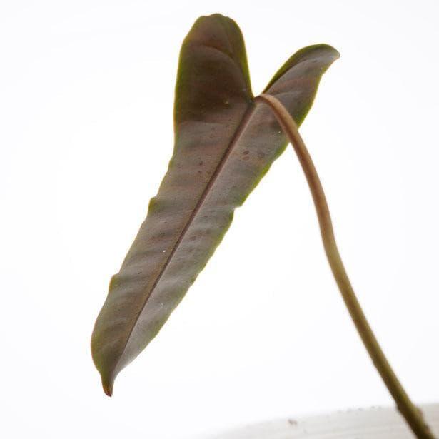 11” Philodendron Billiteae X Philodendron Atabapoense (Brown Stem) - Indonesia Plant