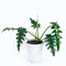 13” Philodendron Bob cee - Indonesia Plant