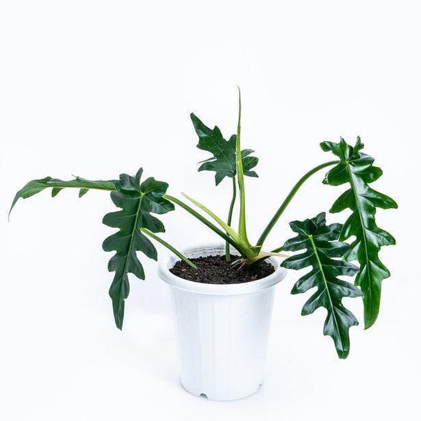 13” Philodendron Bob cee - Indonesia Plant
