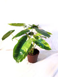 12” Philodendron Burle Marx Variegated - Indonesia Plant