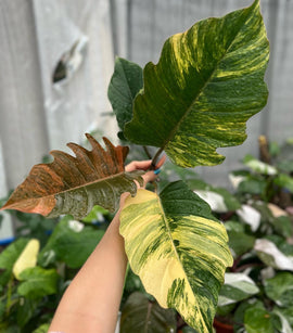 Philodendron Caramel Marble - Indonesia Plant