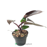 Philodendron Dark Lord - Indonesia Plant
