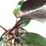 Philodendron Dark Lord - Indonesia Plant