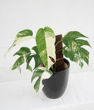 10” Philodendron Epipremnum Pinantum Variagated - Indonesia Plant