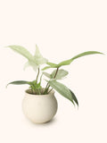 10” Philodendron Florida Ghost Mint - Indonesia Plant