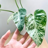 11” Philodendron Giganteum Variegated - Indonesia Plant