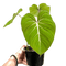 Philodendron Gloriosum - indonesiaplantusa