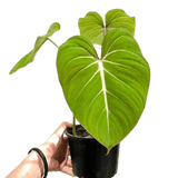 Philodendron Gloriosum - indonesiaplantusa