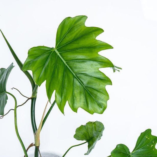 15” Philodendron Lacerum - Indonesia Plant
