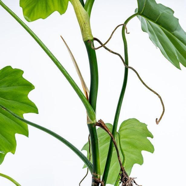 15” Philodendron Lacerum - Indonesia Plant