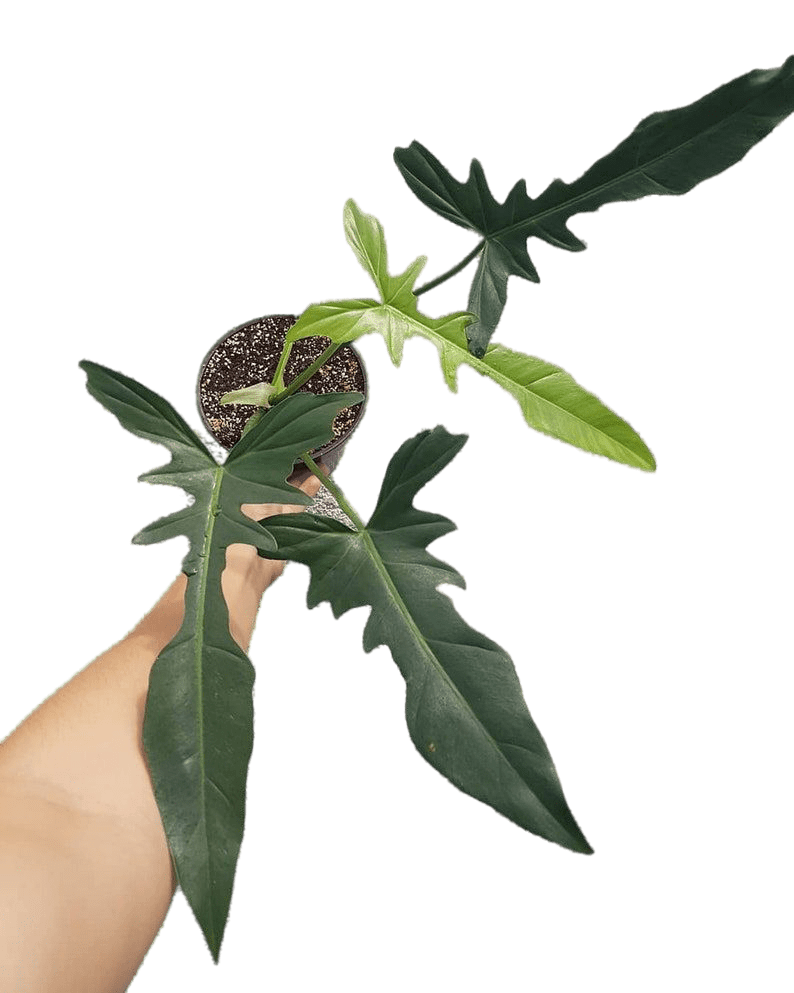 Philodendron longlibatum - indonesiaplantusa