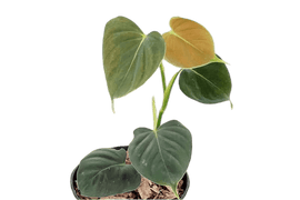 Philodendron Lupinum - indonesiaplantusa