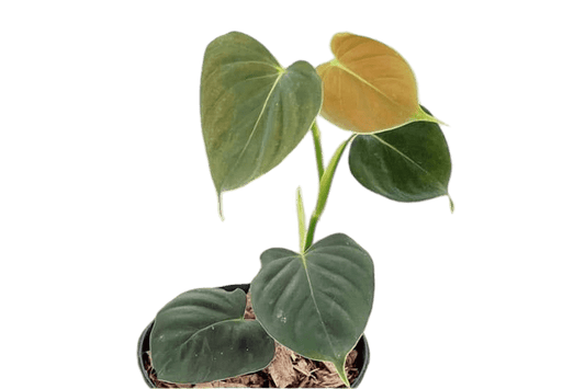 Philodendron Lupinum - indonesiaplantusa
