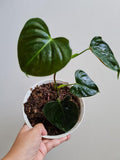 9” Philodendron Lupinum - Indonesia Plant